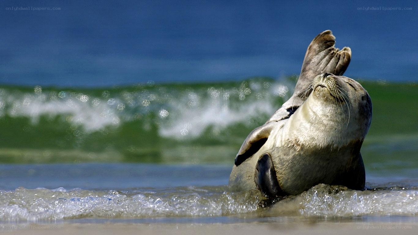 Seal playing in ocean waves