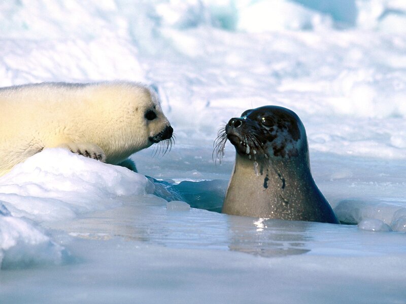 Seal Pup and Adult