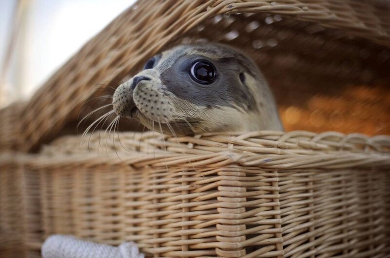 Seal Pup in Basket