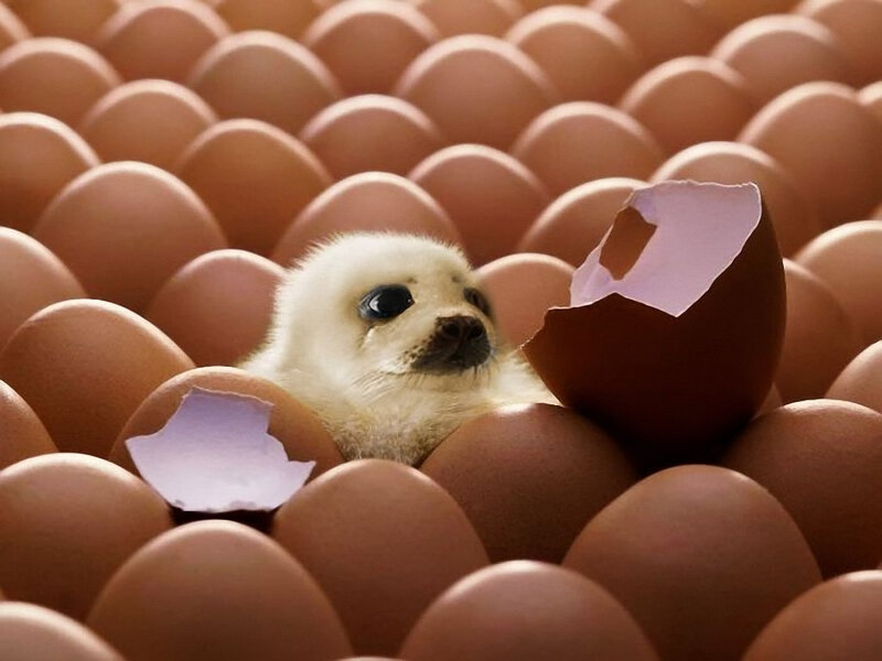 Seal Pup in Egg