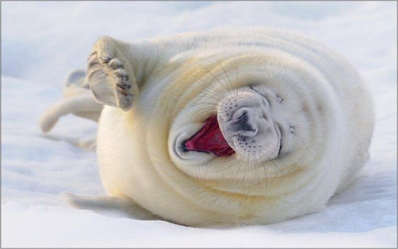 Seal Pup in Snow