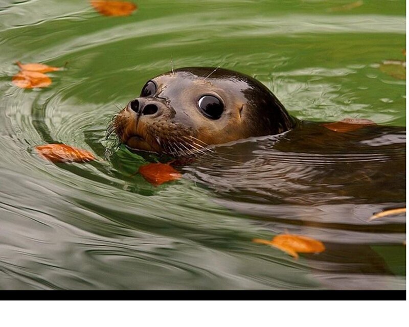 Seal Pup in Water