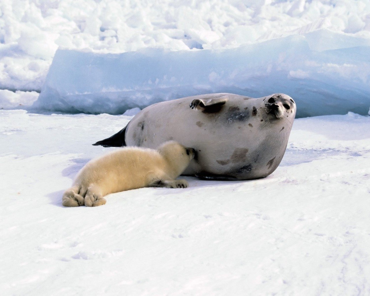 Seal pup nursing on ice