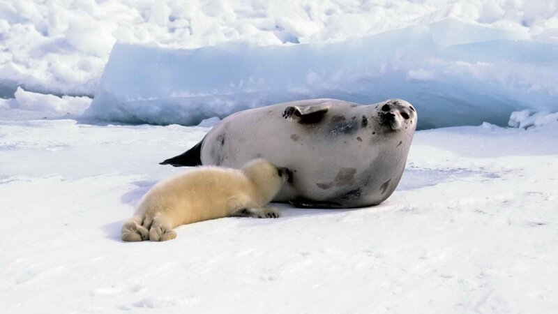 Seal pup nursing on ice