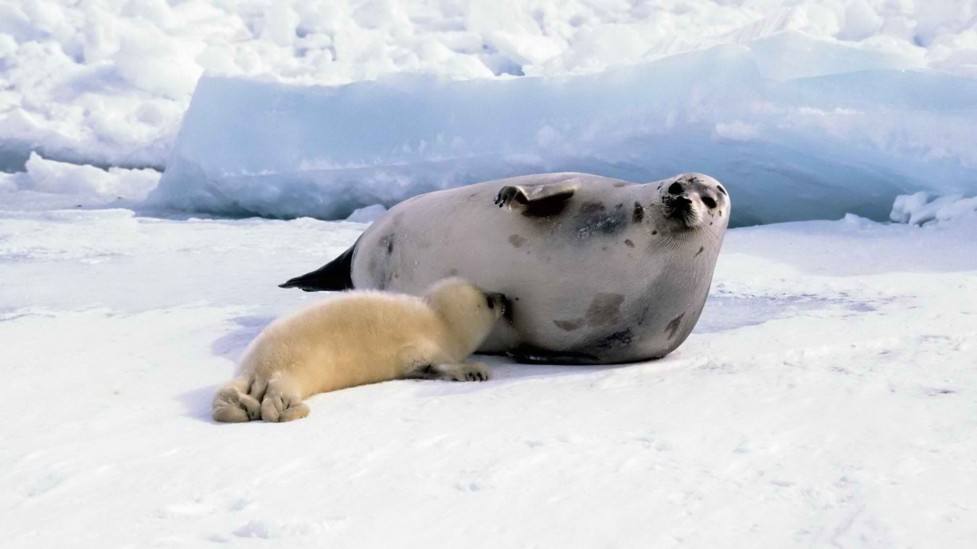 Seal pup nursing on ice
