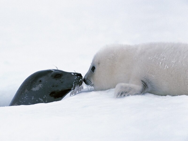 Seal pup nuzzling its mother