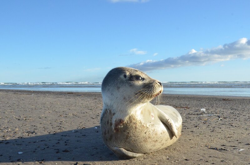 Seal Pup on Beach — Blue