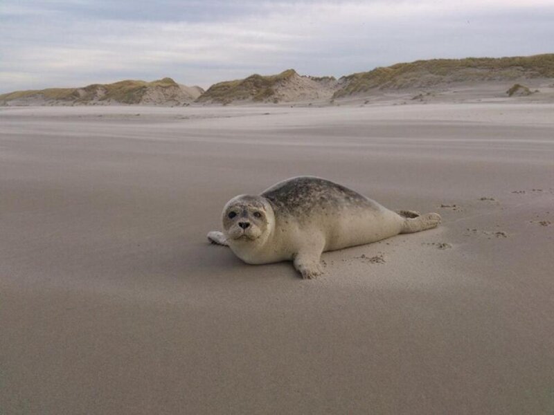 Seal Pup on Beach