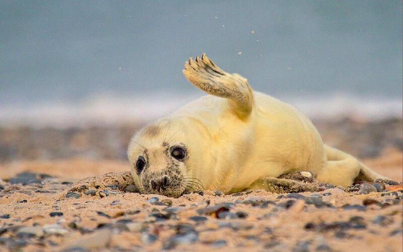 Seal Pup on Beach — Yellow