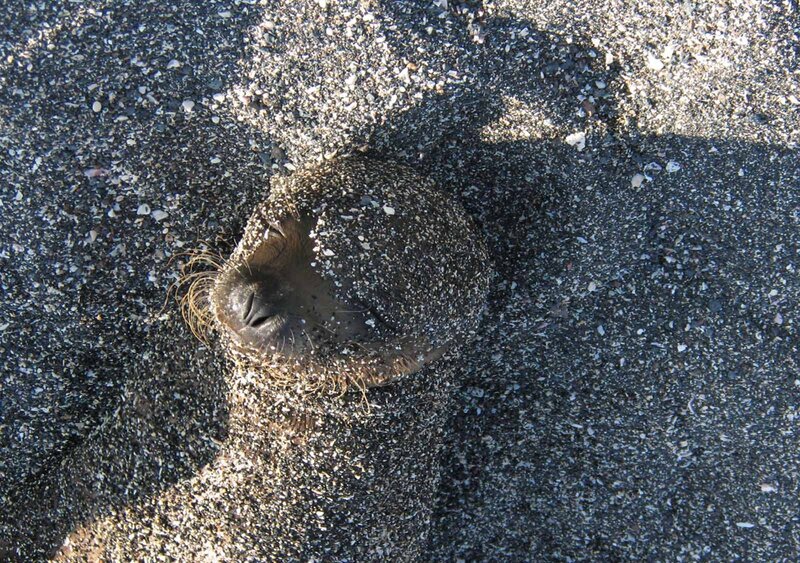 Seal Pup on Black Sand — Calm