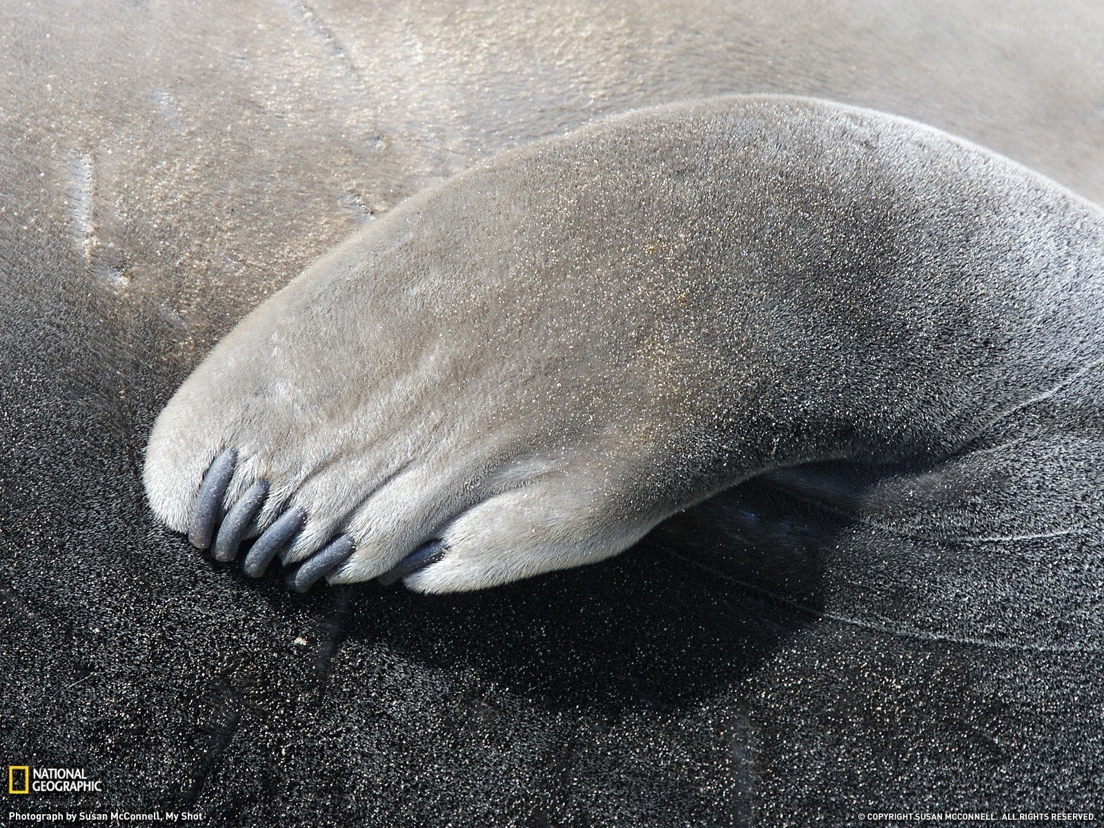 Seal pup on black sand