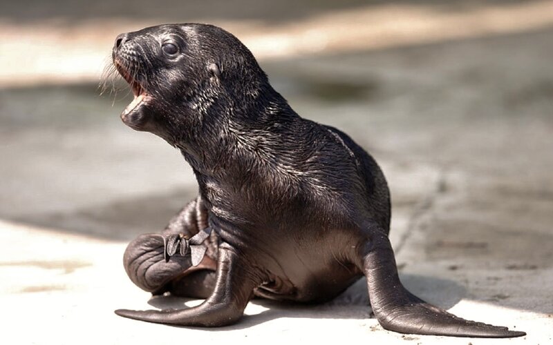 Seal Pup on Concrete