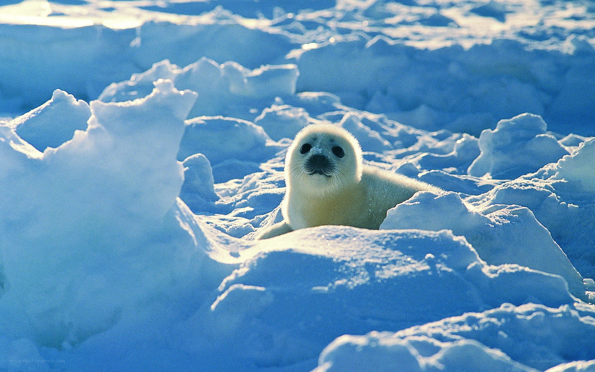 Seal pup on ice floe