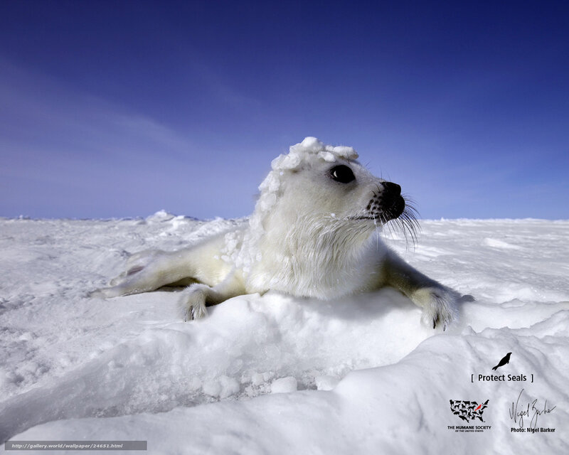 Seal pup on ice