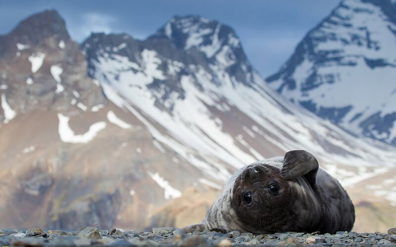 Seal Pup on Rocks