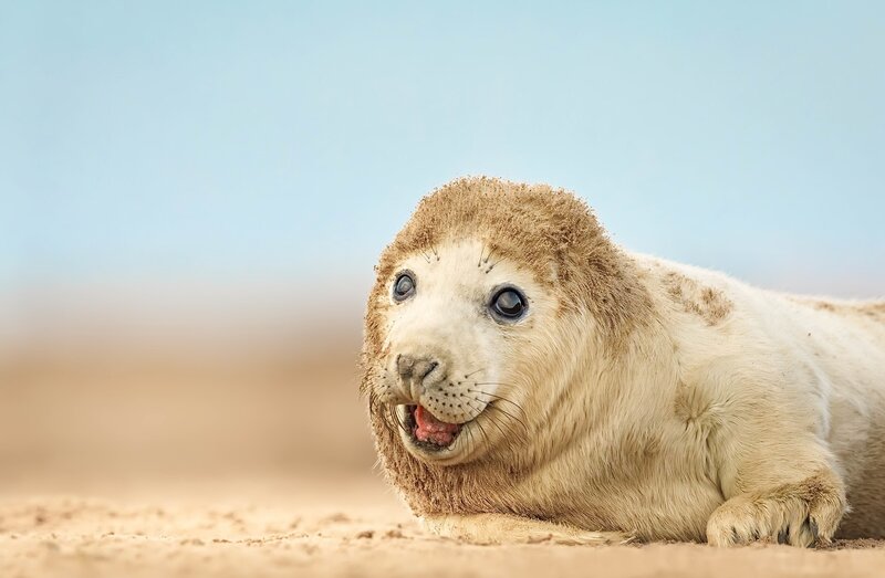 Seal Pup on Sand — Beige, Calm