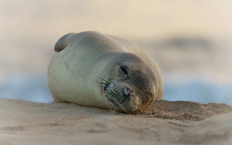 Seal Pup on Sand — Beige
