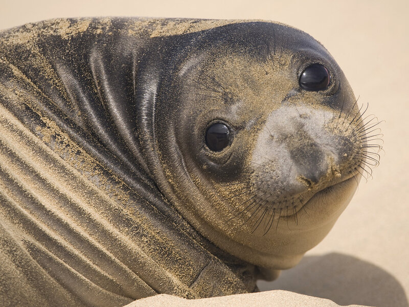 Seal Pup on Sand