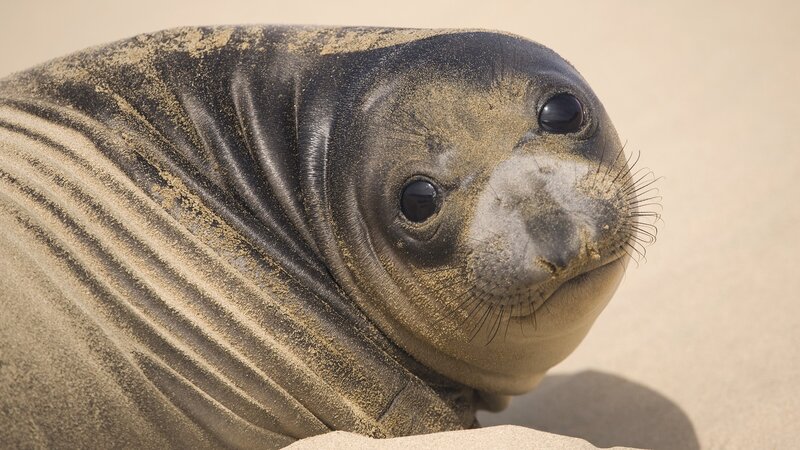 seal pup on sandy beach