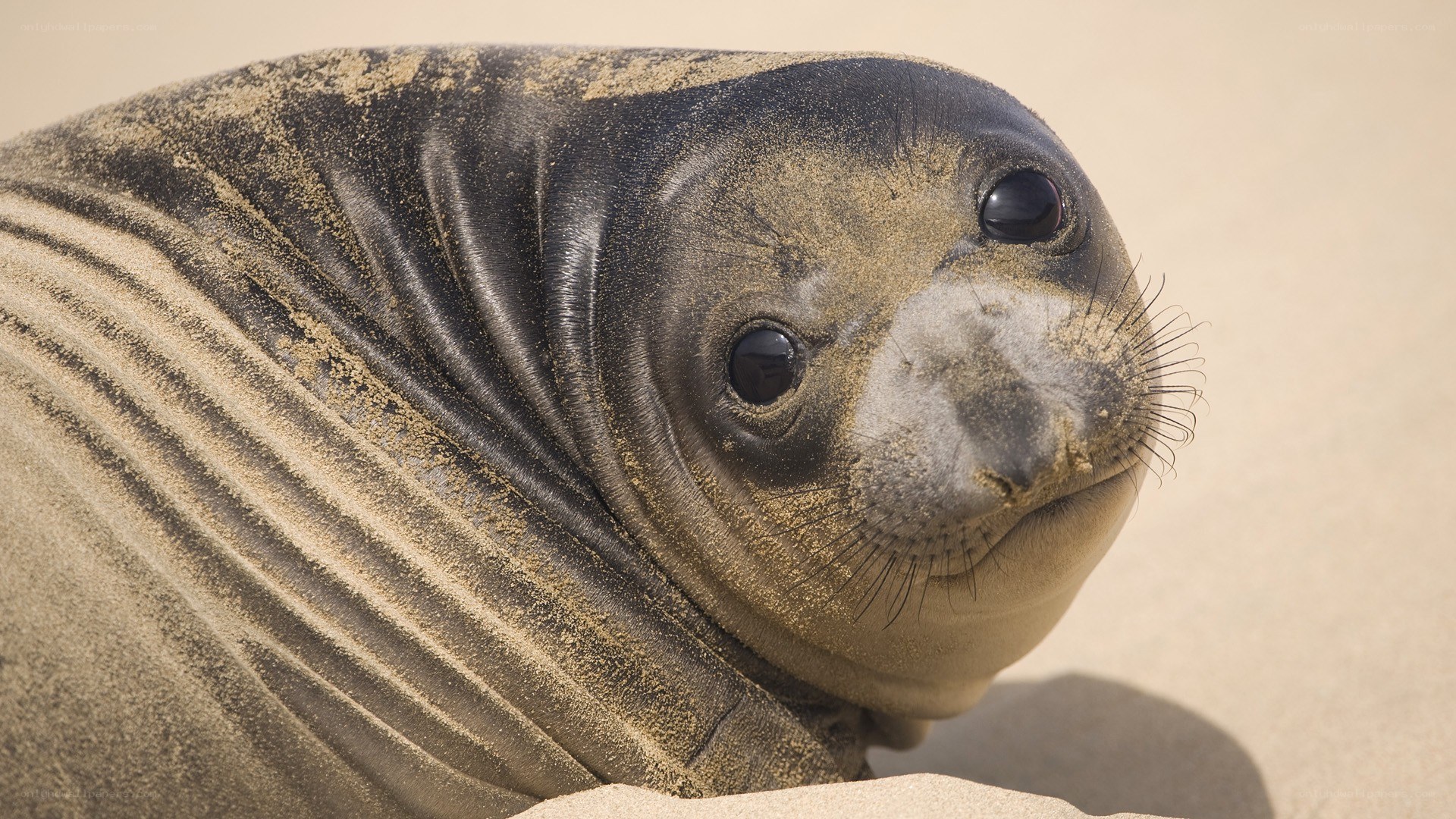 seal pup on sandy beach