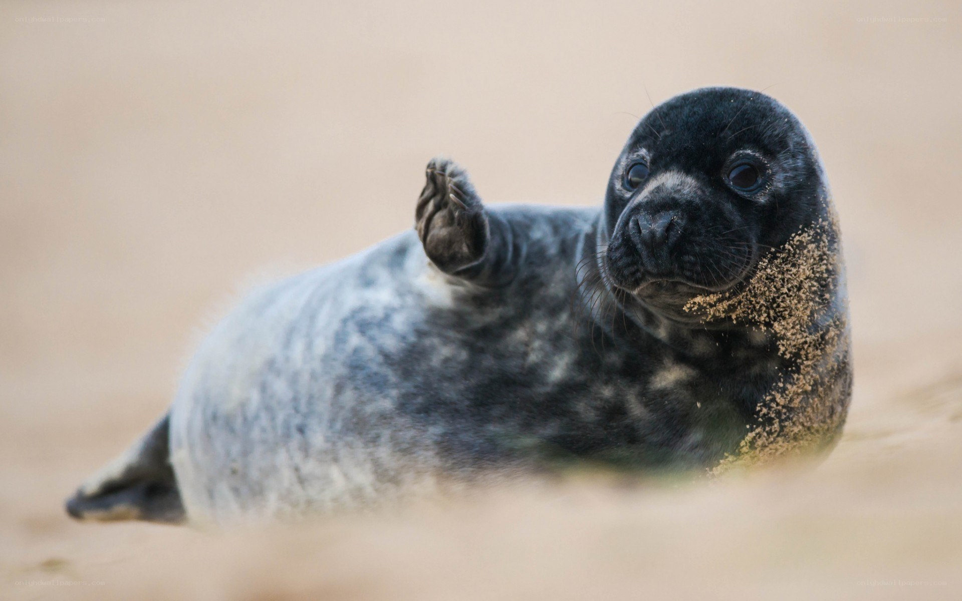 seal pup on sandy beach