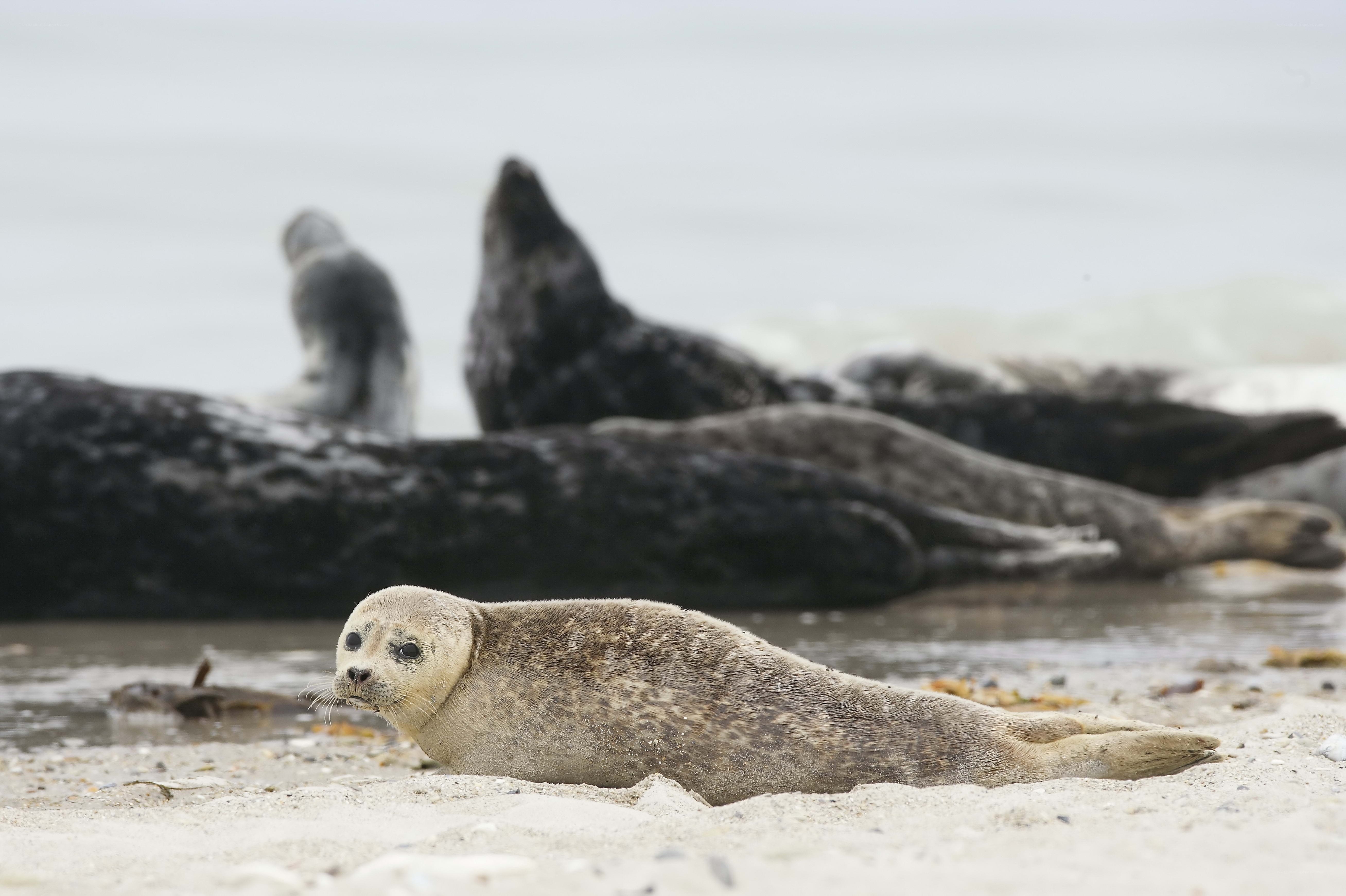 Seal pup on sandy beach