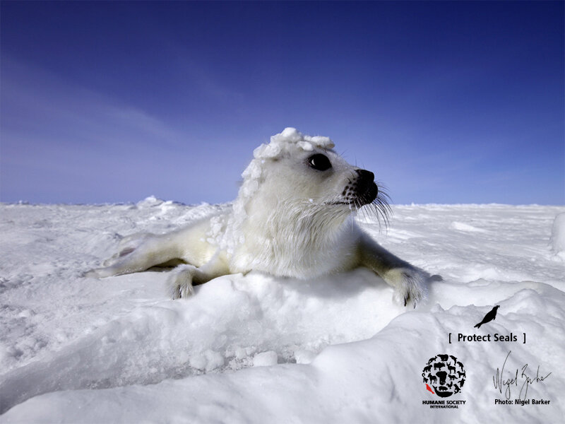 Seal pup on snowy ice
