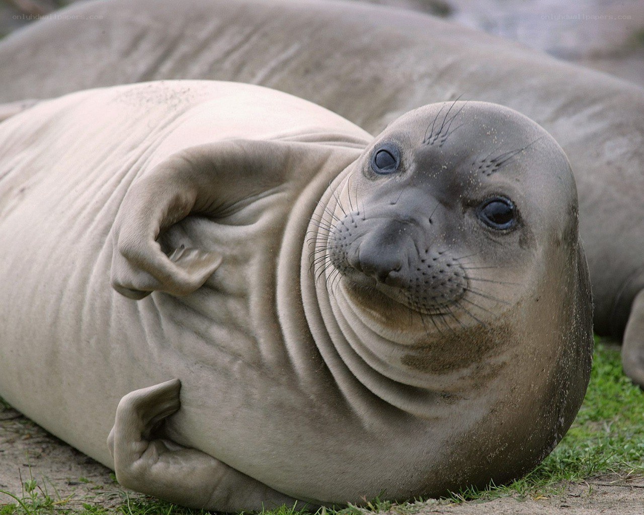 Seal pup on the beach