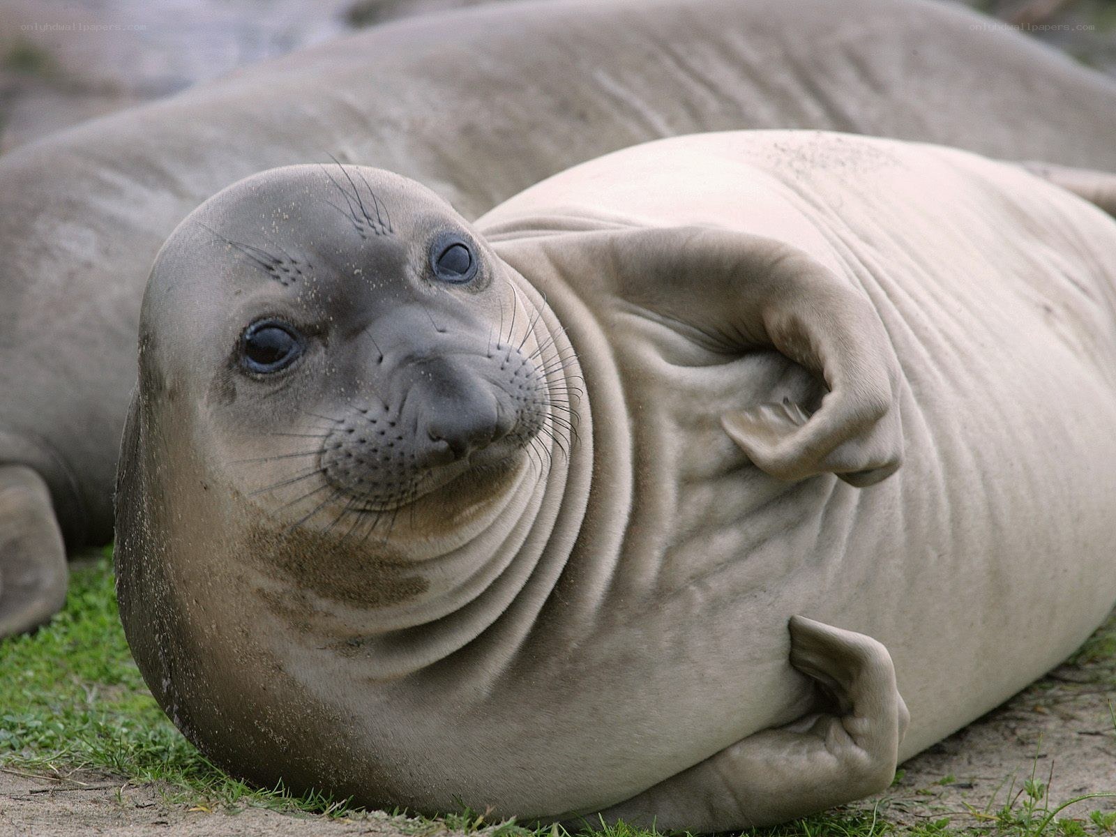 Seal pup on the beach