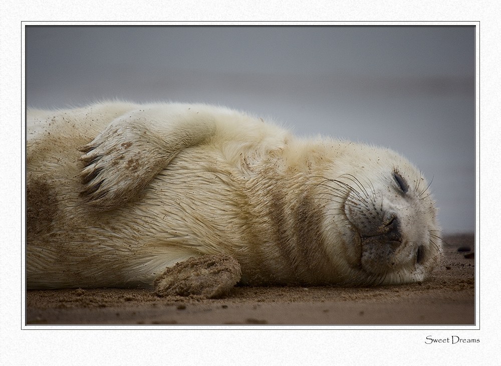 Seal pup sleeping peacefully