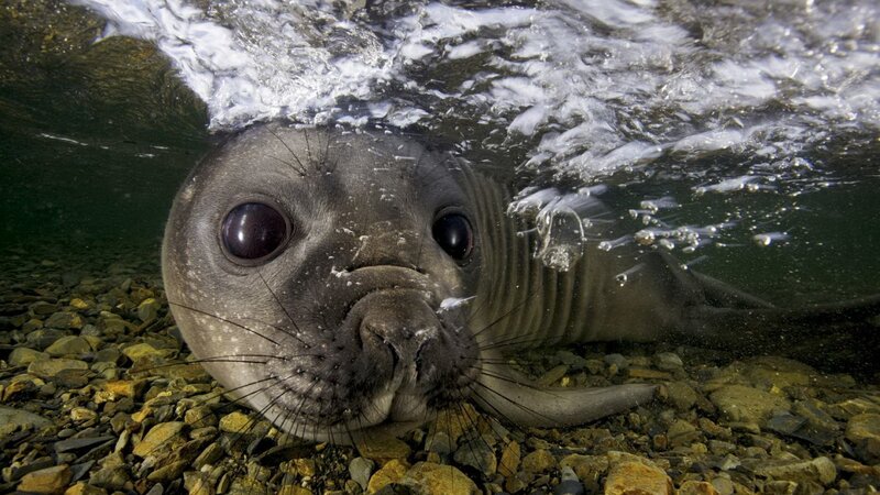 Seal Pup Underwater — Gray, Curious