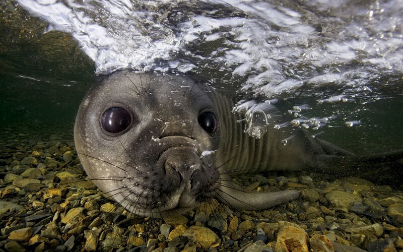 Seal Pup Underwater