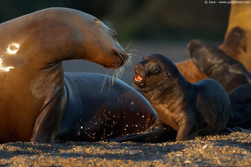 Seal pup with its mother