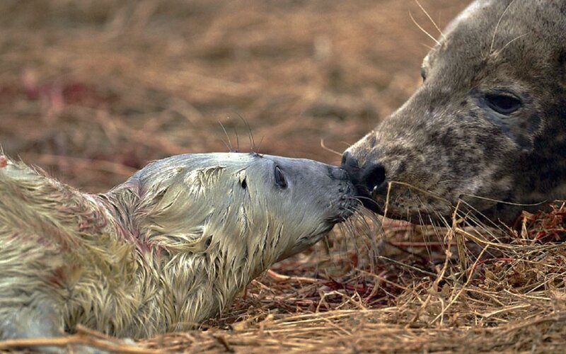 Seal Pup with Mother — Gray