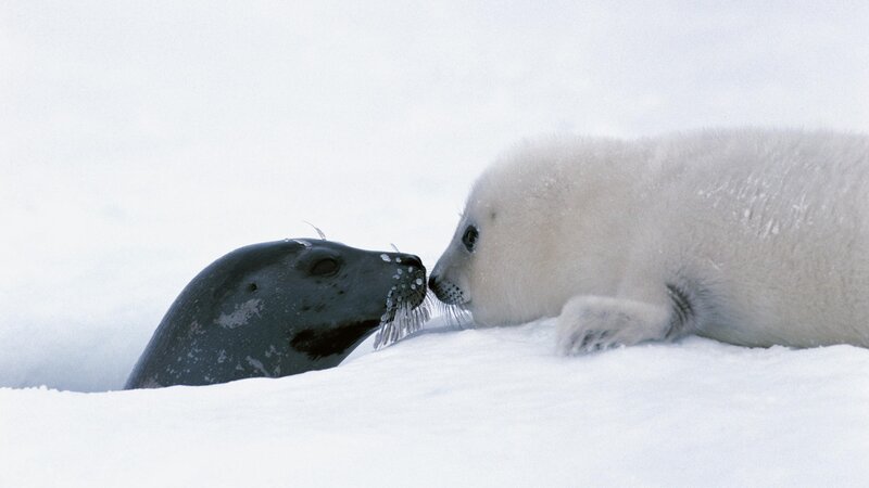 Seal pup with mother on ice
