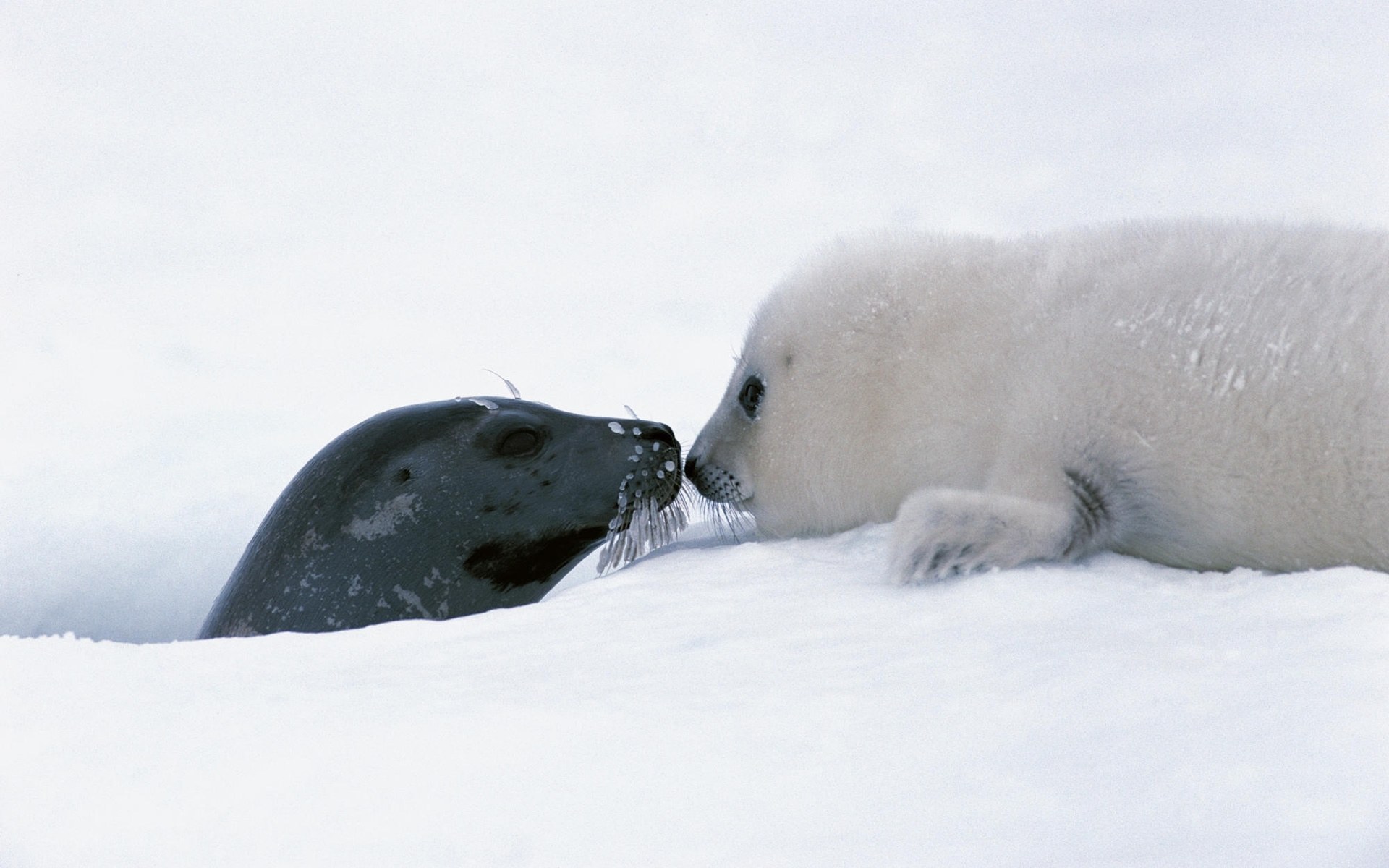 Seal pup with mother on ice