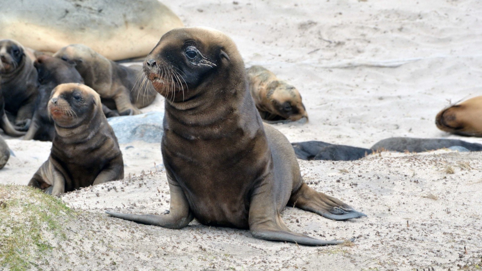 Seal pups on a sandy beach