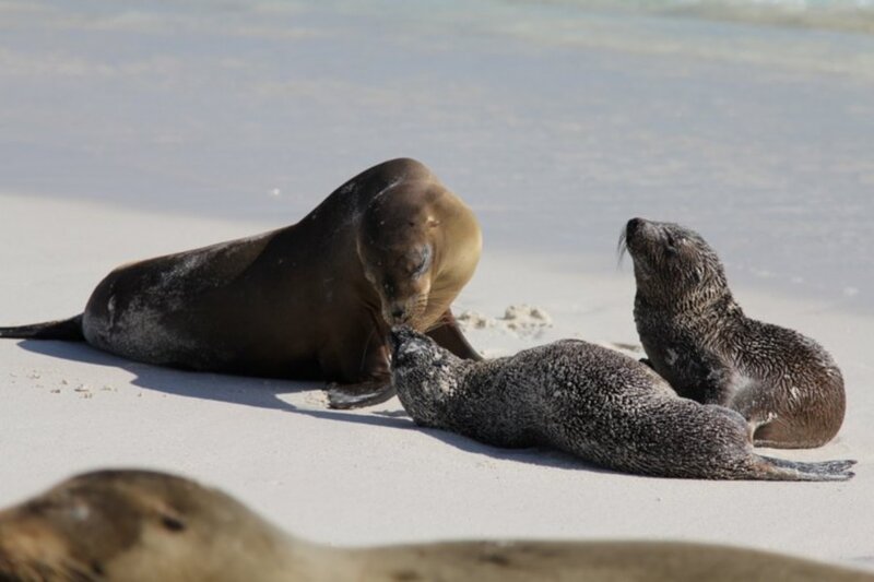 Seal Pups on Beach