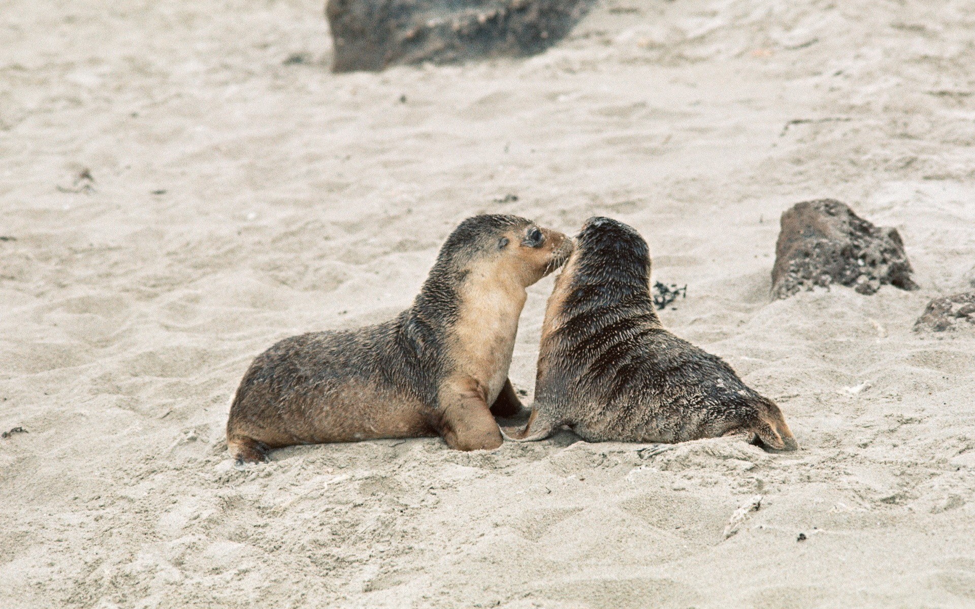 Seal pups playing on beach