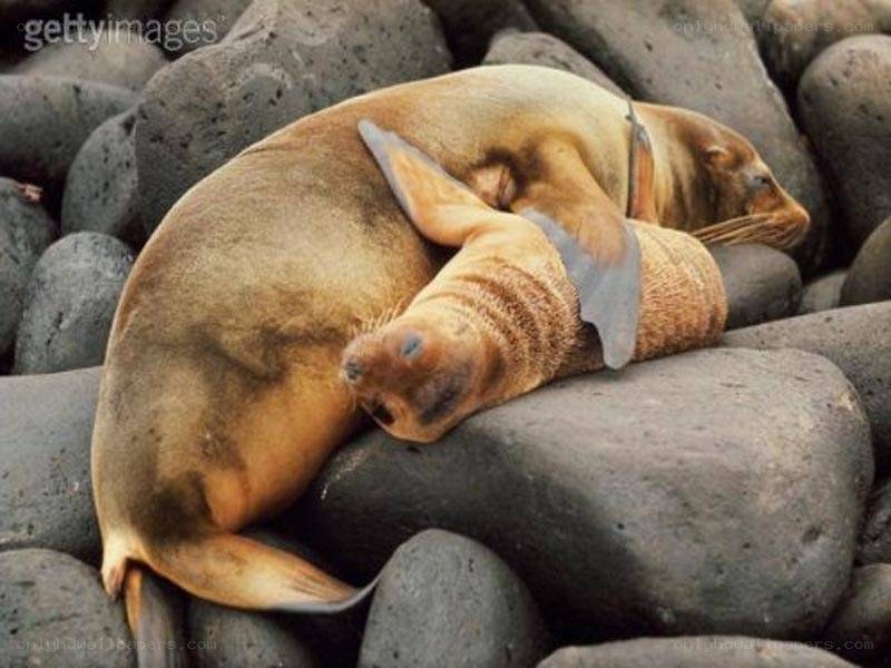 Seal pups sleeping on rocks