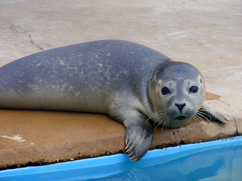 Seal resting by pool edge