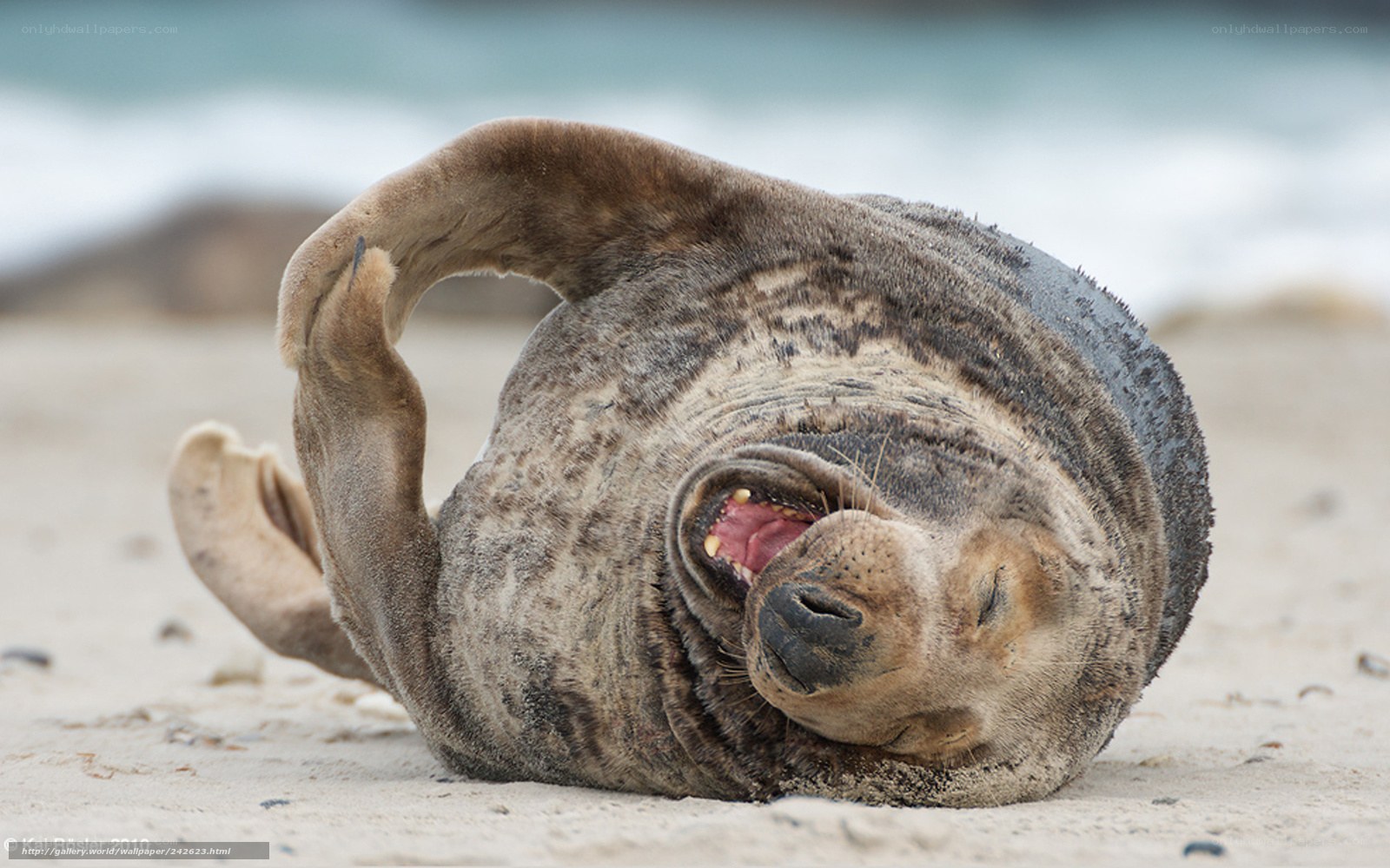 Seal resting on beach