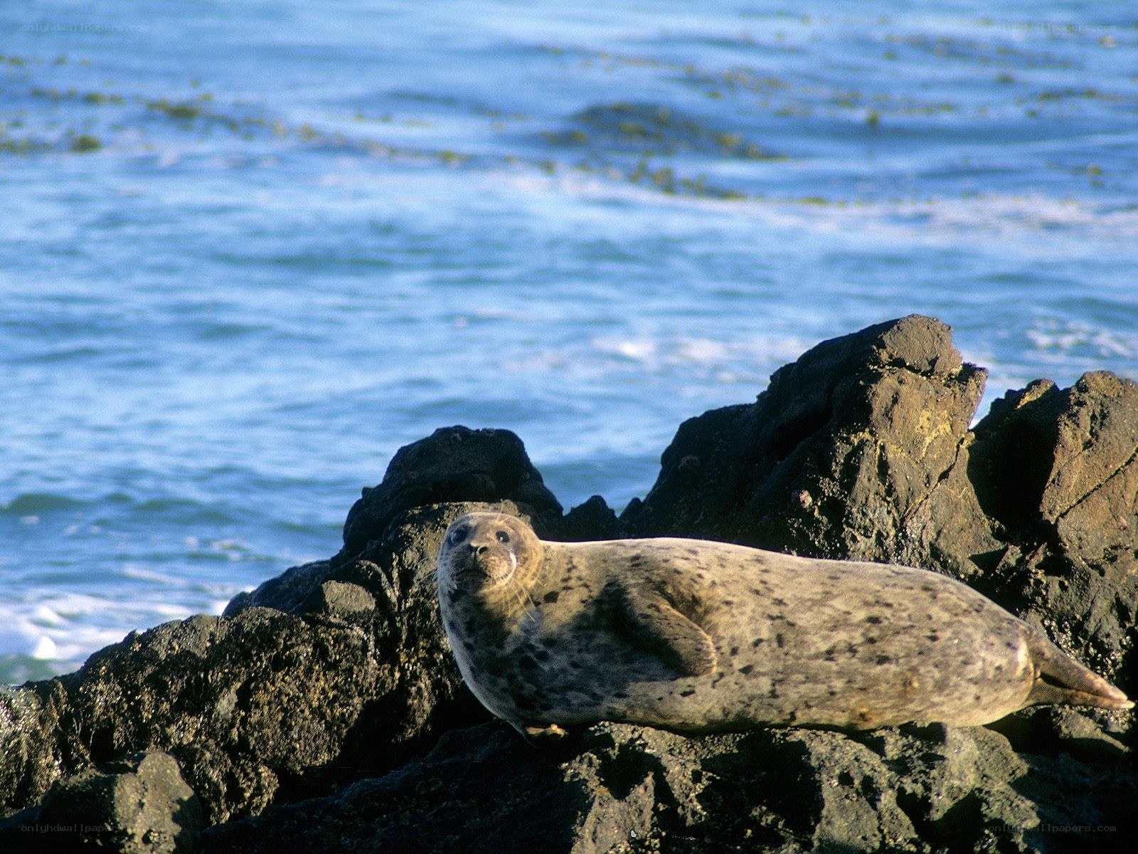Seal resting on coastal rocks