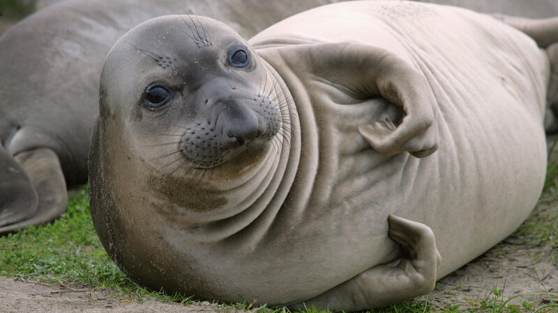 seal resting on grass
