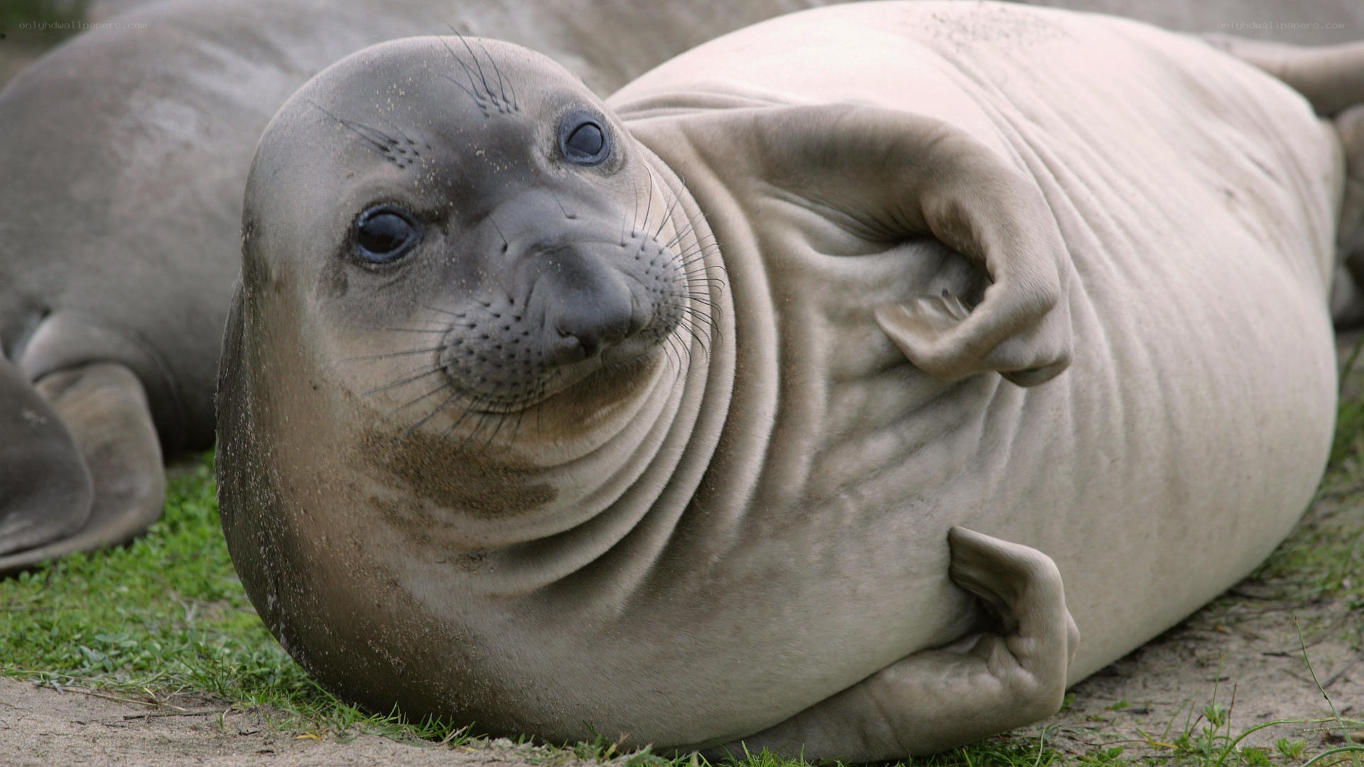 seal resting on grass