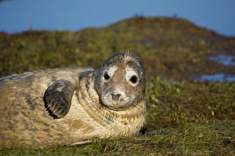Seal resting on grassy shore