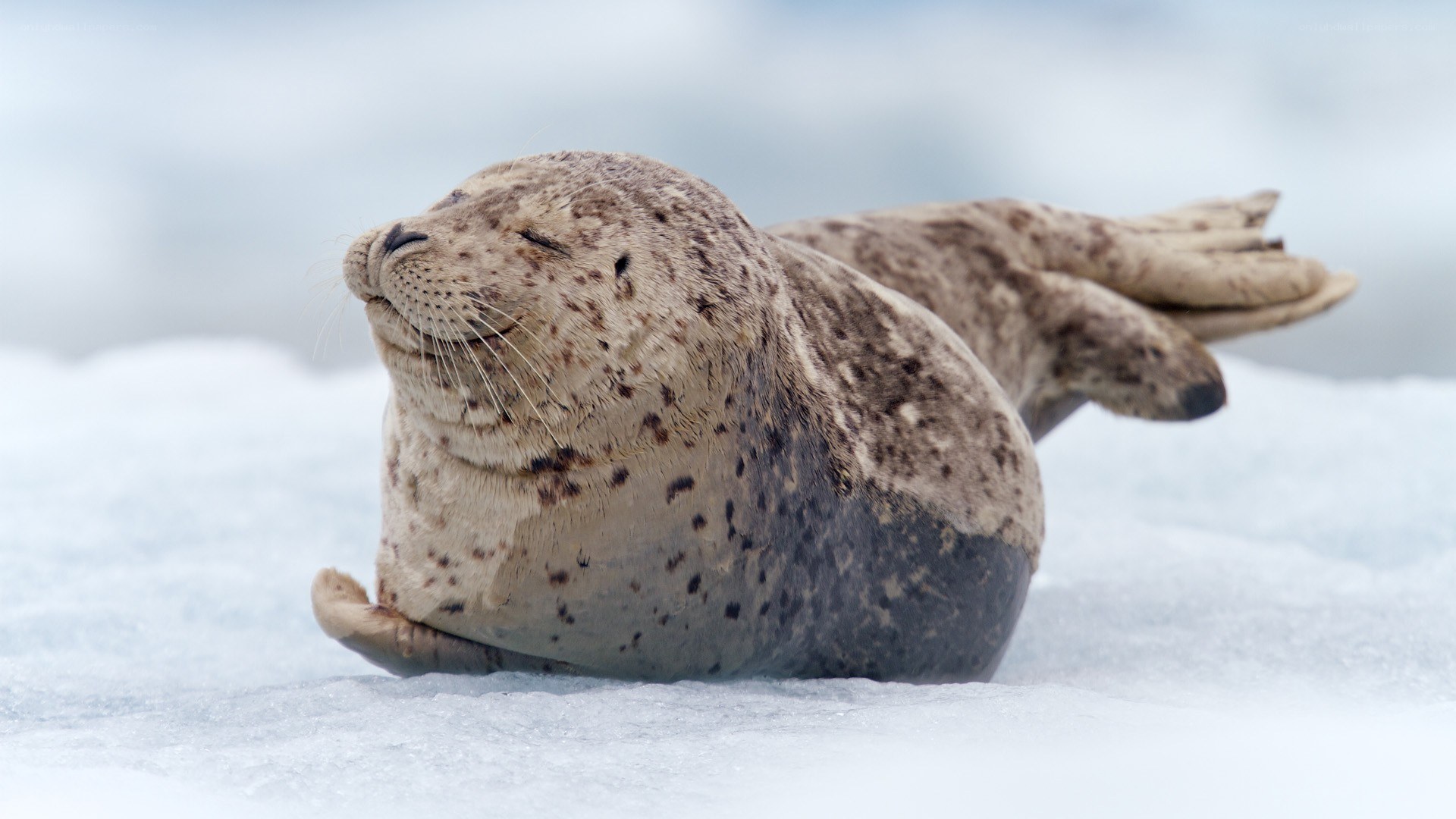 Seal resting on ice