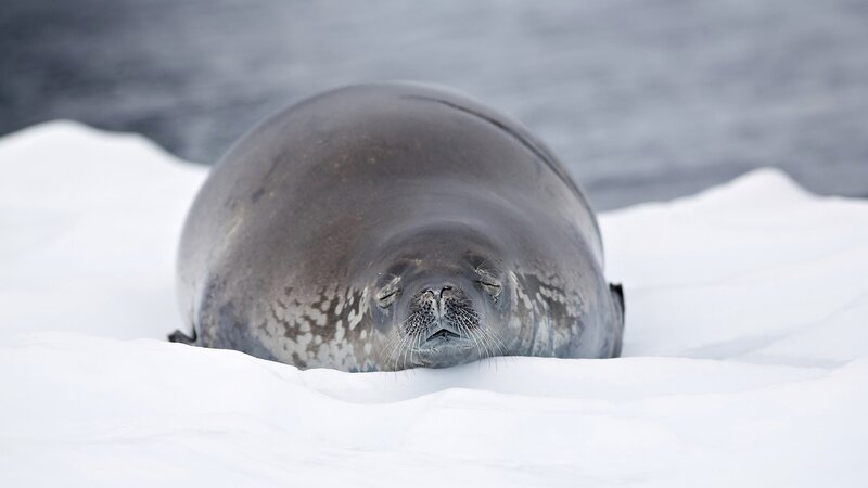 Seal resting on ice
