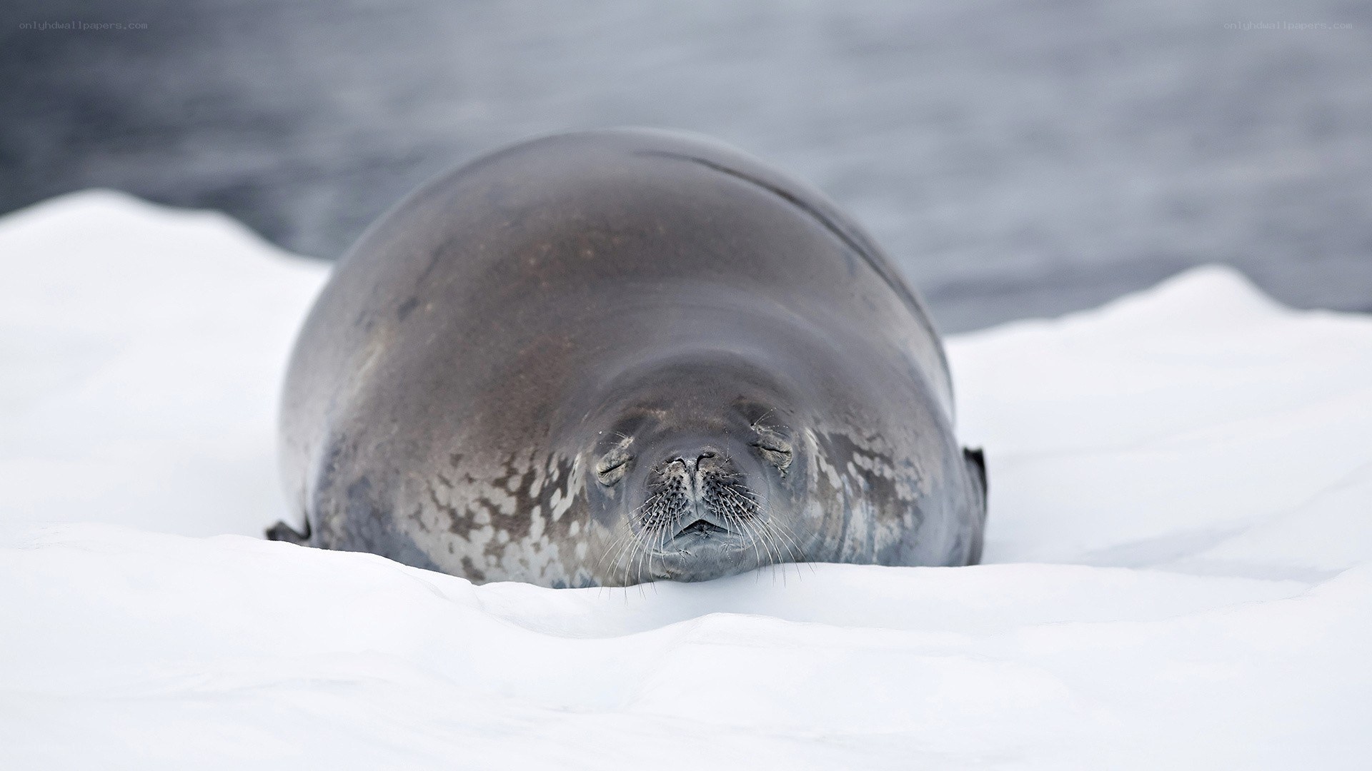 Seal resting on ice