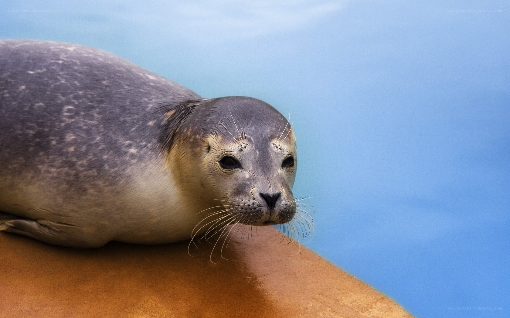 seal resting on rock